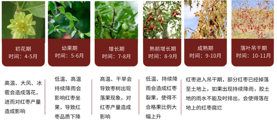 红枣：新季枣质量两级分化 好枣收购价上涨-第6张图片-山东威力重工